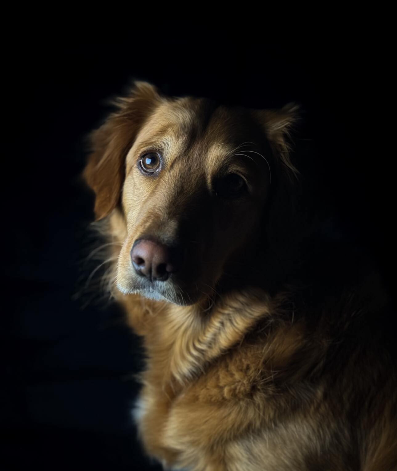 porträttfoto hund